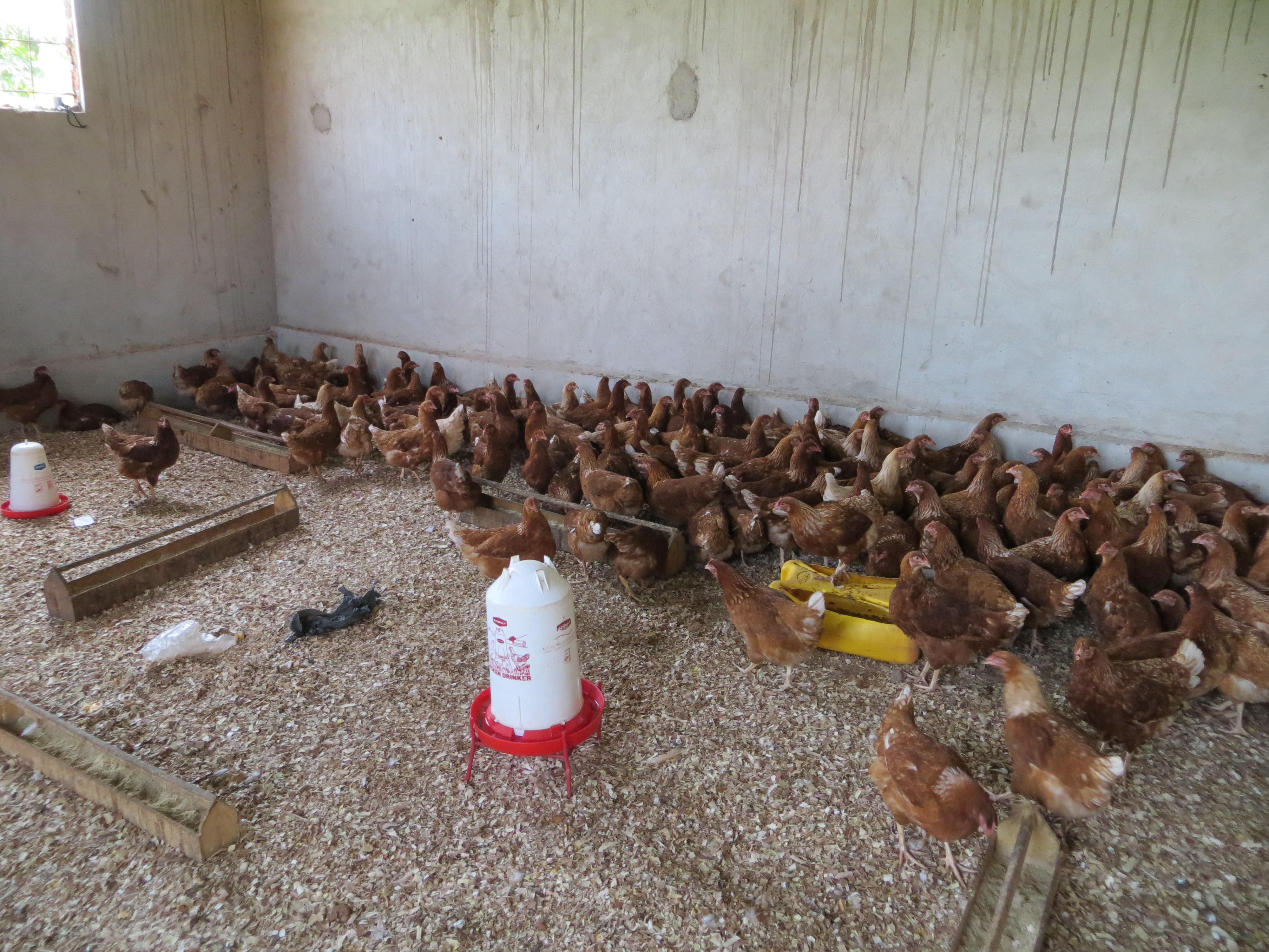 Neda Uganda_Christilna Kyllingstad school- Chicken farm